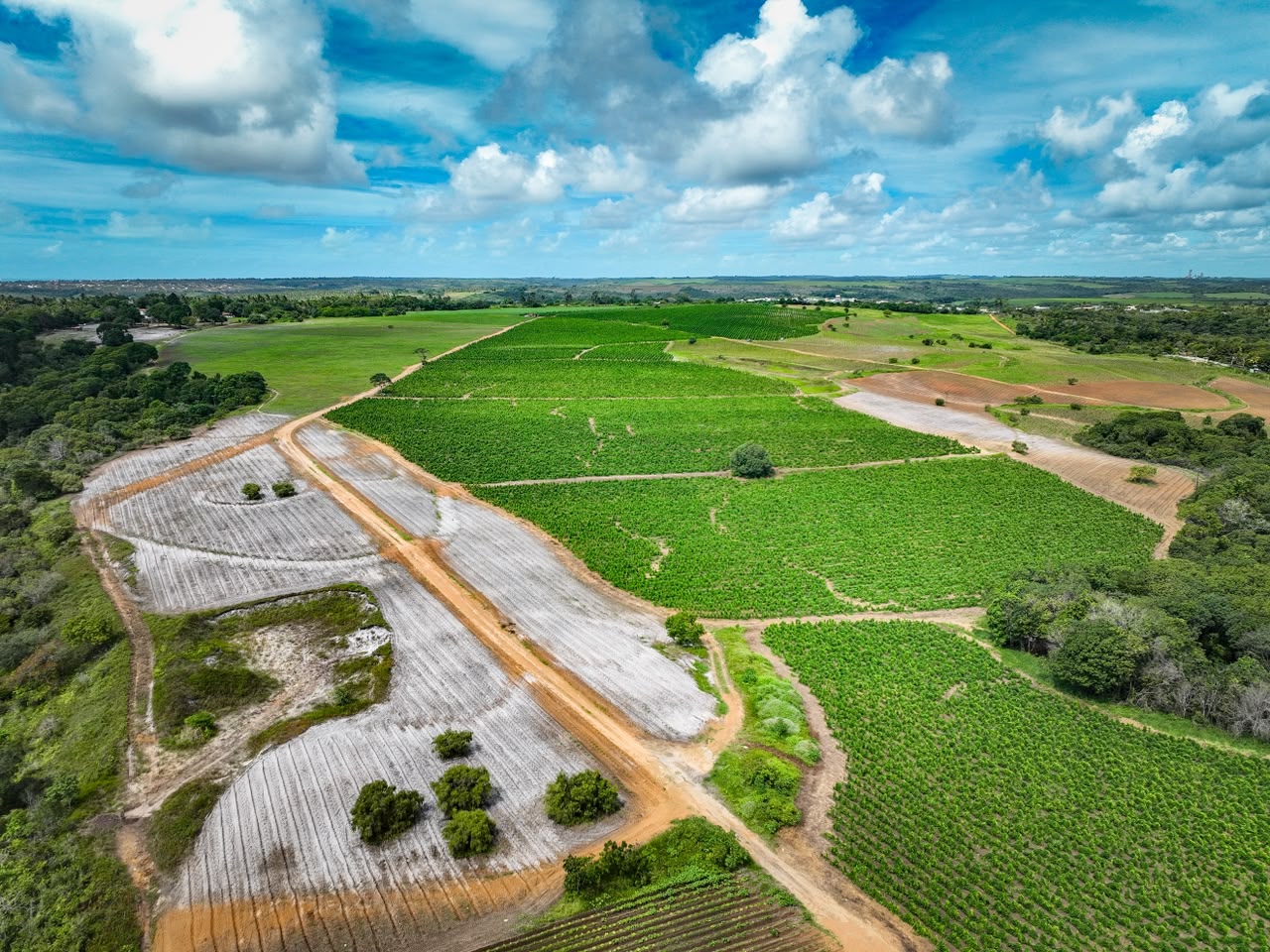 Produtores rurais de Conde ganham mais prazo para atualizar cadastro e declarar rebanho